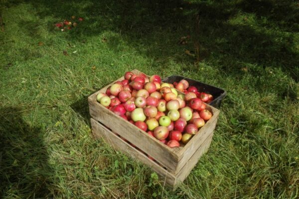 photo pommes