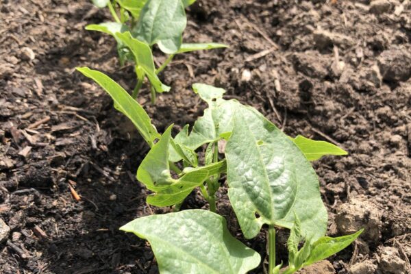 Semis - Potager - semences - planter
